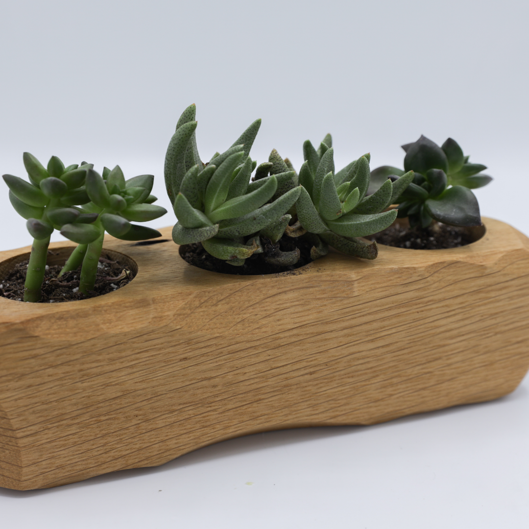 desktop succulent planter Succulent Desktop Planter