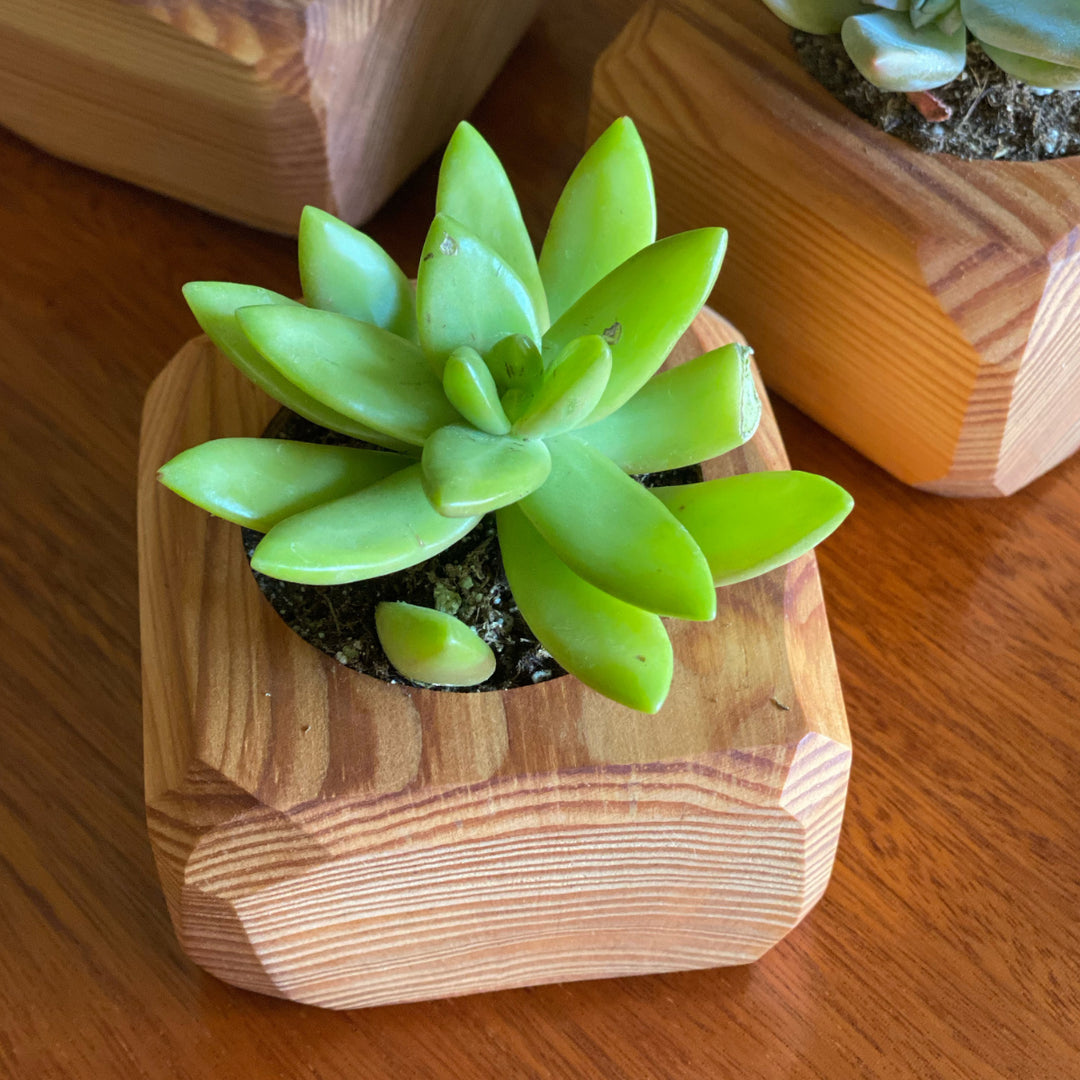 desktop succulent planter Succulent Desktop Planter